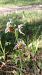 Ophrys apifera var. aurita  - José Miguel Martins Da Silva