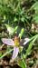 Ophrys apifera var. aurita  - José Miguel Martins Da Silva
