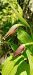 Cypripedium calceolus 