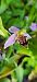 Ophrys apifera var. curviflora  - Fabien Ravenet