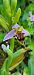 Ophrys apifera var. curviflora  - Fabien Ravenet