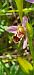 Ophrys apifera var. curviflora (Ophrys abeille à labelle incurvé) © Fabien Ravenet