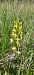 Platanthera bifolia  - Fabien Ravenet