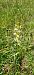 Platanthera bifolia (Platanthère à deux feuilles) © Fabien Ravenet