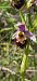 Ophrys fuciflora  - Fabien Ravenet