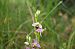 Ophrys apifera var. aurita  - Vianney Homerin