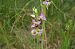 Ophrys apifera var. aurita (Ophrys abeille à longs pétales) © Vianney Homerin