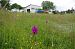 Anacamptis pyramidalis  - Vianney Homerin
