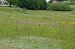 Anacamptis pyramidalis  - Vianney Homerin