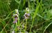 Ophrys apifera var. aurita  - Vianney Homerin