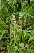 Ophrys apifera var. aurita  - Vianney Homerin