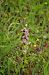 Ophrys apifera var. aurita  - Vianney Homerin