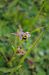 Ophrys apifera var. aurita (Ophrys abeille à longs pétales) © Vianney Homerin