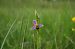 Ophrys apifera var. aurita  - Vianney Homerin
