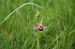 Ophrys apifera var. aurita  - Vianney Homerin