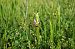 Ophrys apifera var. aurita  - Vianney Homerin