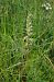 Himantoglossum hircinum  - Vianney Homerin