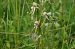 Himantoglossum hircinum (Orchis bouc) © Vianney Homerin