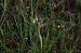 Ophrys apifera var. aurita  - Vianney Homerin