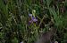 Ophrys apifera var. aurita  - Vianney Homerin
