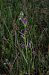 Ophrys apifera var. aurita  - Vianney Homerin
