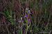 Ophrys apifera var. aurita  - Vianney Homerin