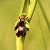 Ophrys insectifera (Ophrys mouche) © Rachel Peillet