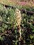 Himantoglossum hircinum  - Collin Gilles