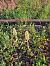 Himantoglossum hircinum (Orchis bouc) © Collin Gilles