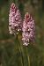 Anacamptis pyramidalis © Jean Claude Bouveron