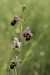 Ophrys scolopax © Jean Claude Bouveron