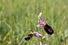 Ophrys drumana  - Jean Claude Bouveron