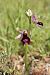 Ophrys aurelia  - Jean Claude Bouveron