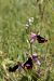 Ophrys aurelia  - Jean Claude Bouveron