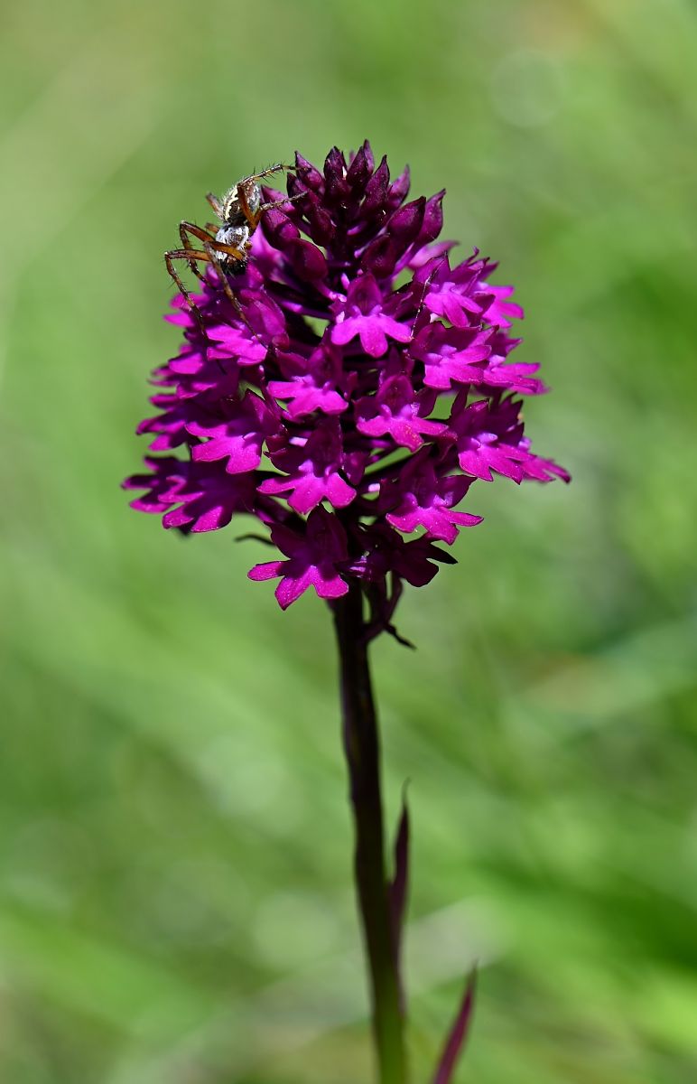 Anacamptis pyramidalis subsp. tanayensis  - Gilles Grobel