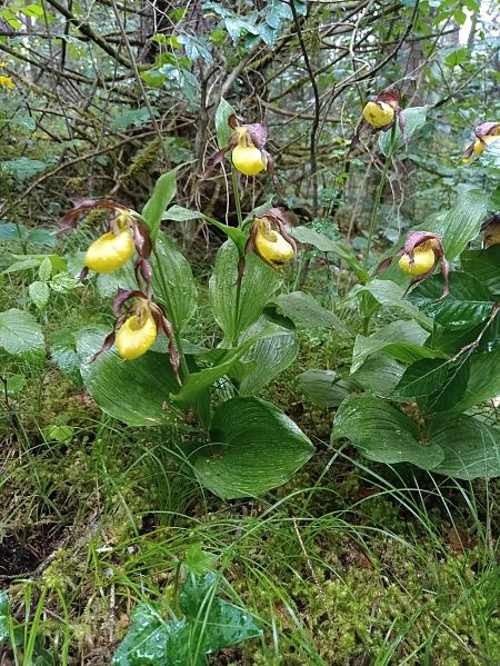 Cypripedium calceolus  - Philippe Munier