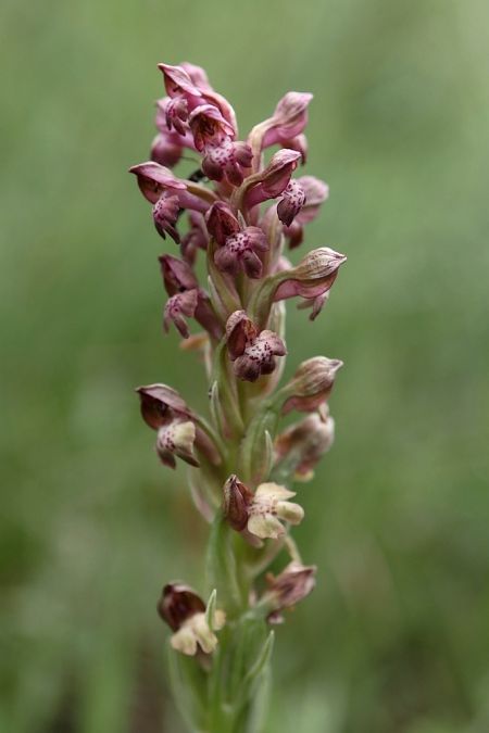 Anacamptis coriophora  - Ghislain Constans