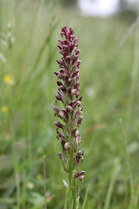 Anacamptis coriophora  - Ghislain Constans
