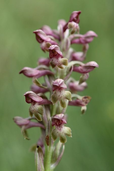 Anacamptis coriophora  - Ghislain Constans