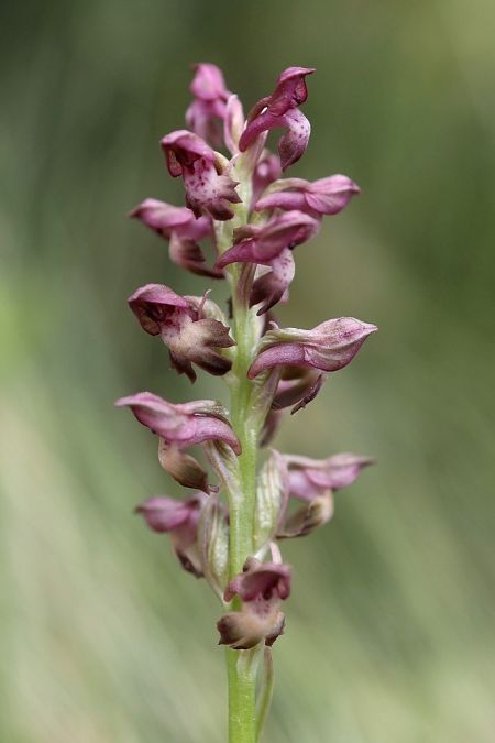 Anacamptis coriophora  - Ghislain Constans