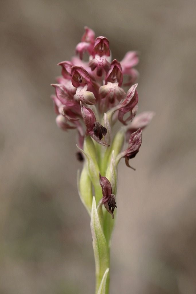 Anacamptis coriophora  - Ghislain Constans
