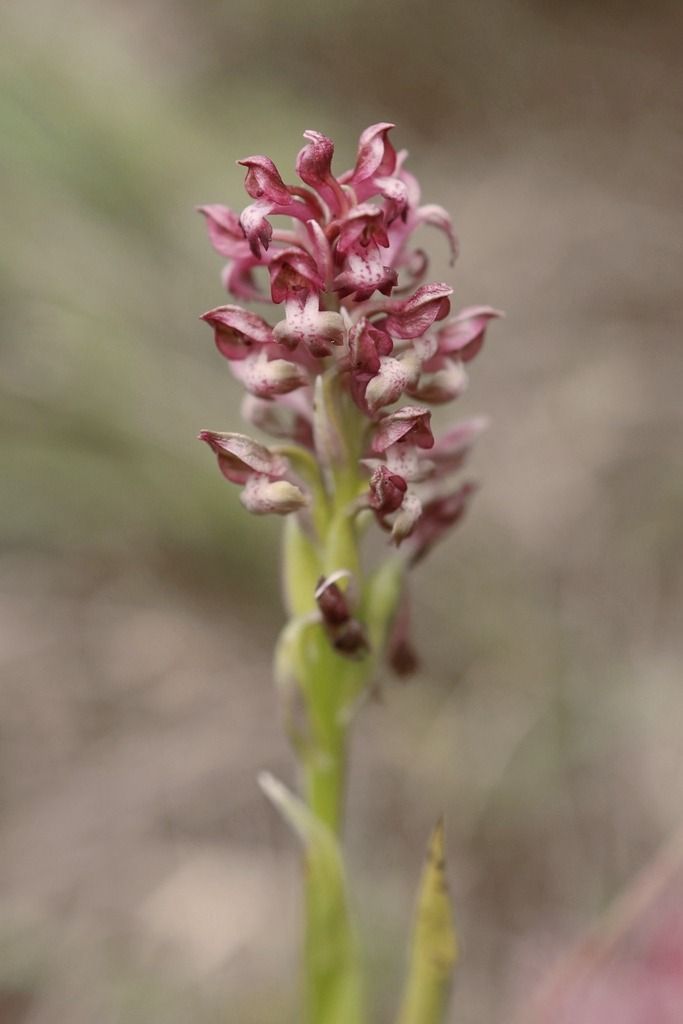 Anacamptis coriophora  - Ghislain Constans