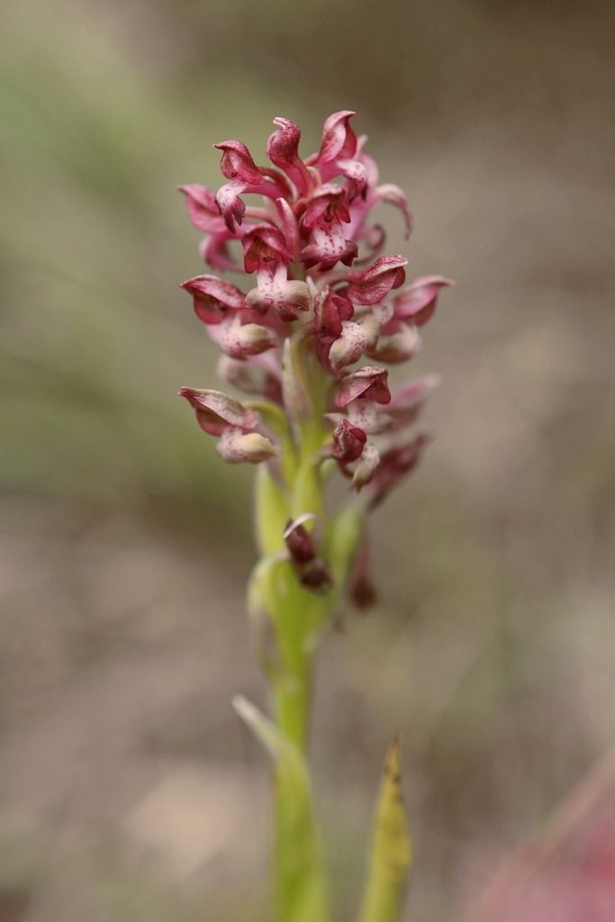 Anacamptis coriophora  - Ghislain Constans