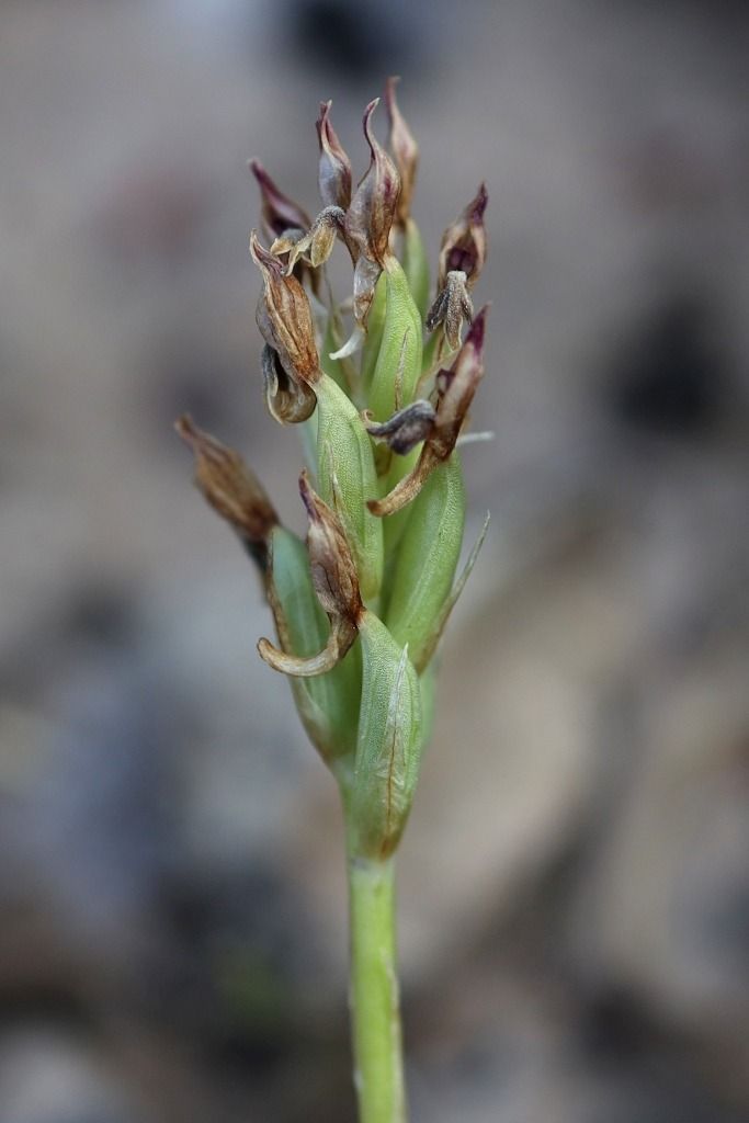 Anacamptis coriophora subsp. fragrans  - Ghislain Constans