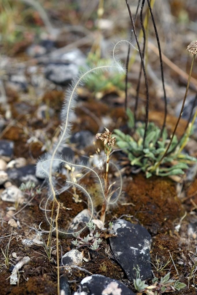 Anacamptis coriophora subsp. fragrans  - Ghislain Constans