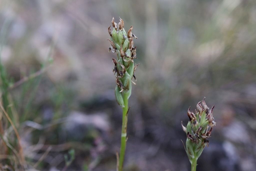Anacamptis coriophora subsp. fragrans  - Ghislain Constans