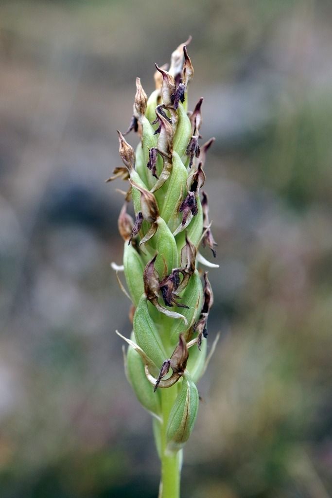 Anacamptis coriophora subsp. fragrans  - Ghislain Constans