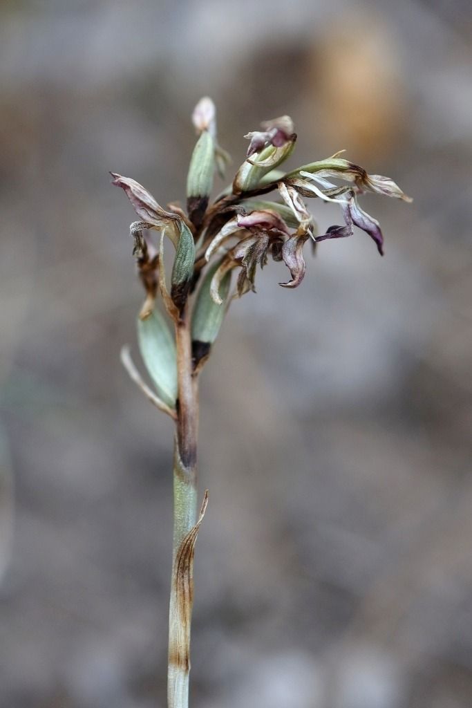 Anacamptis coriophora subsp. fragrans  - Ghislain Constans
