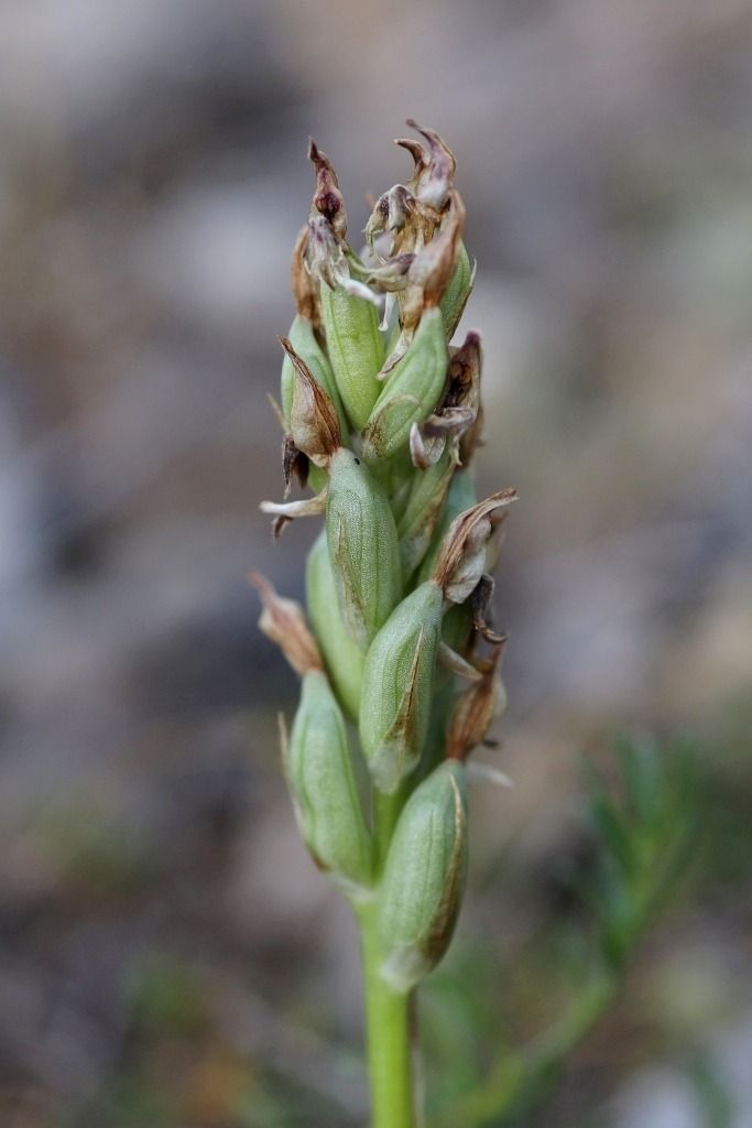 Anacamptis coriophora subsp. fragrans  - Ghislain Constans