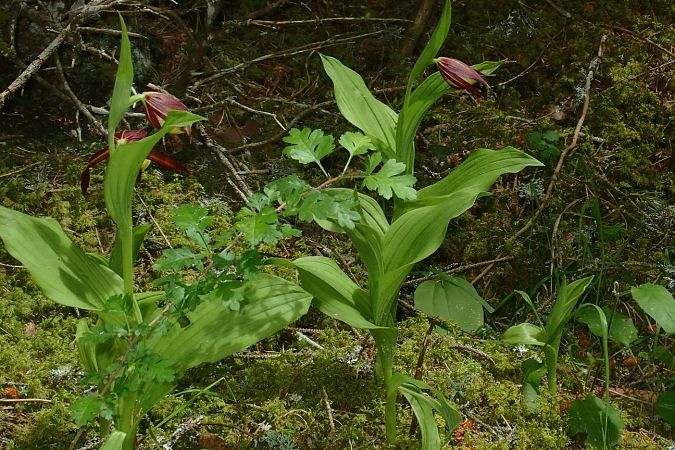 Cypripedium calceolus  - François Rolland